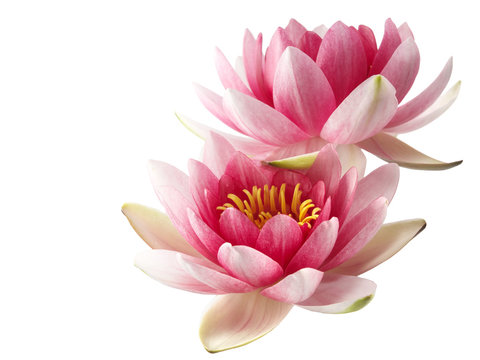 Fototapeta Lotus or water lily isolated