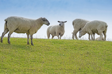 sheep on a meadow