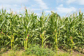 Forage maize from close against a blue sky