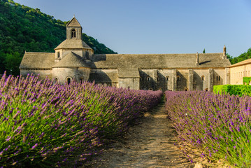 Lavender field and Senanque Abbey, Provence, France