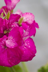 Fototapeta na wymiar geranium wet after the rain in the garden