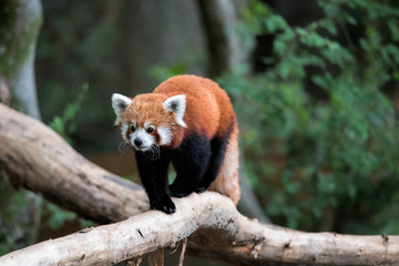 Naklejka premium the red panda