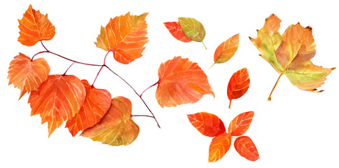 A set of bright autumn leaves on white background