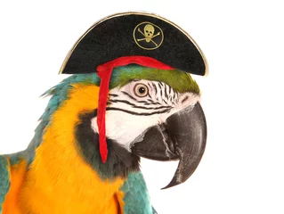Printed kitchen splashbacks Parrot pirate macaw parrot
