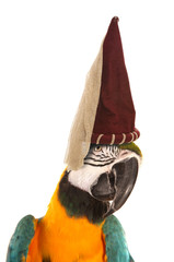 Macaw parrot wearing a princess hat