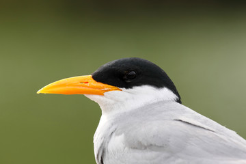 River Tern bird photographed against natural clean green background , clicked near kaveri river.