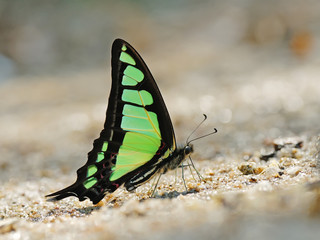 Butterfly (Glassy Bluebottle) , Thailand © panda3800