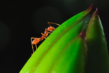 close up ant in black background