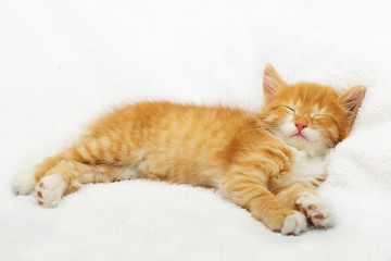 little kitten sleeping