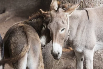 Photo sur Plexiglas Âne donkey in the farm