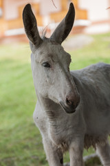 donkey in the farm