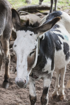 donkey in the farm