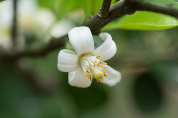Flower of Citrus maxima