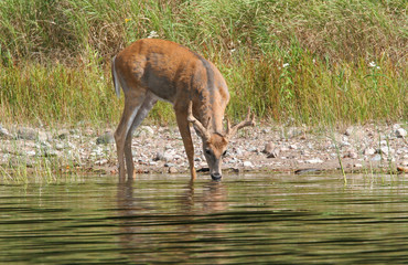 Whitetail deer Buck Drinking Along a Lake Shore