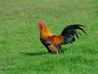 Fototapeta premium A brightly colored cockerel in a field in springtime