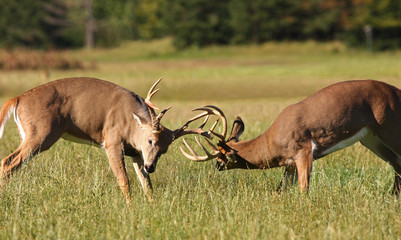 Two Whitetail Deer Bucks Fighting