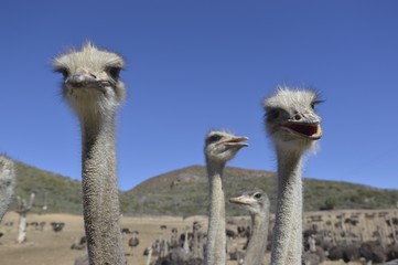 Ostrich - South Africa