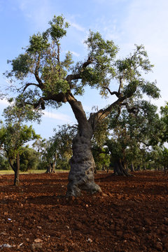 Olive trees of the Apulian coast