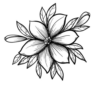 Charcoal Flower Drawing | eBay-saigonsouth.com.vn