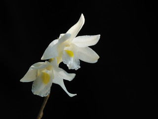 White orchid flower on black background lights with very smooth light