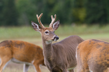 Whitetail deer buck surrounded by does in a herd.