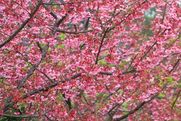 Cherry blossom