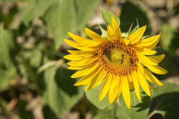 cheerful sunflowers in fields outside of Istanbul, Turkey