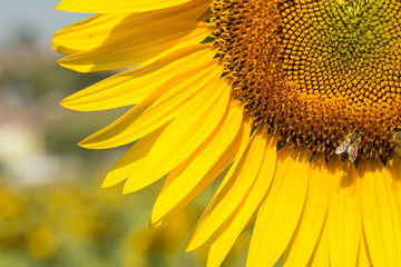 Naklejka premium sunflowers in fields outside of Istanbul, Turkey
