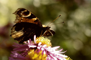 european peacock (18) butterfly