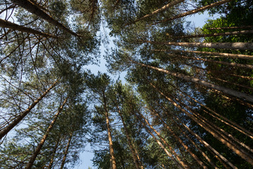 soaring trees in a forest outside Elmalı, Iznik, Turkey