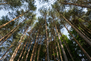 soaring trees in a forest outside Elmalı, Iznik, Turkey