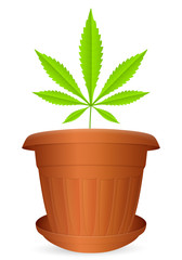 flowerpot marijuana leaf