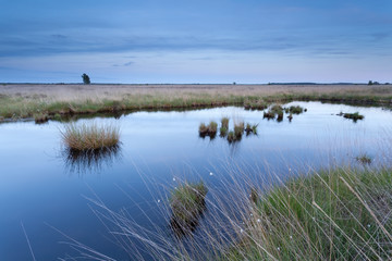 wild swamp in dusk