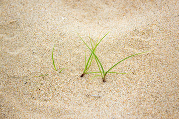 grass grow on sand beach