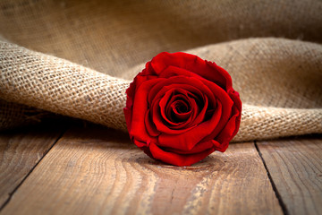 Valentine's day background with red roses