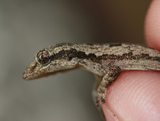 Naklejka premium catch the Lizard