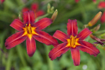 Naklejka premium red lily in the garden
