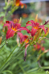 red lily in the garden