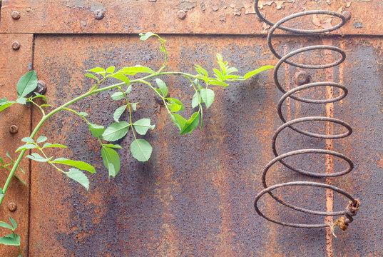 Planta silvestre sobre plancha de hierro oxidada