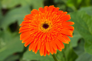 Beautiful Gerbera