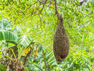  weaver bird nests at the branch of high tree