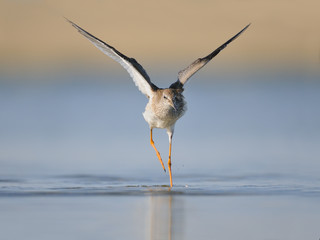 Common Redshank flapping wings at the shallow water