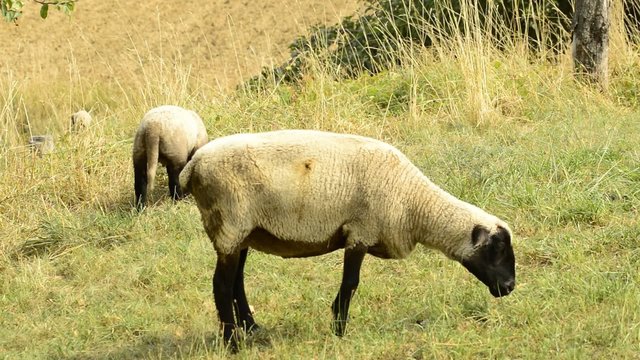 Schafe auf einer Weide