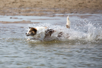 Fototapeta premium Hund am Strand