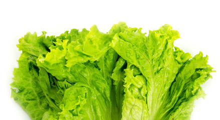 Lettuce salad 