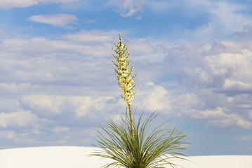 Yucca in bloom - obrazy, fototapety, plakaty