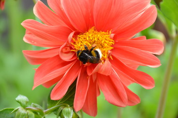 Fleißige Hummel sammelt Blütenpollen.