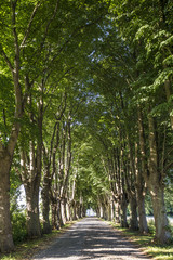 alley with old oak trees and old road in Usedom
