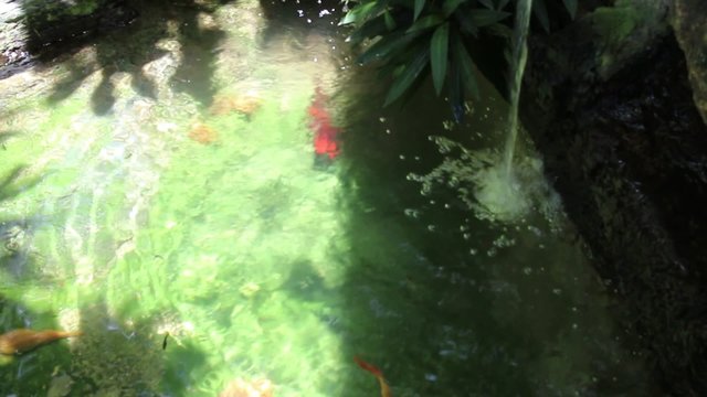 Fish swimming in water