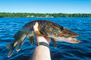Summer pike trophy in angler's hand